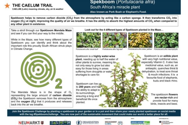 Spekboom (Miracle Plant)
