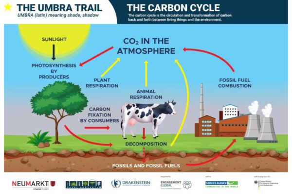 The Carbon Cycle